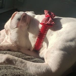 Annie isn't for sale, she's just cute!